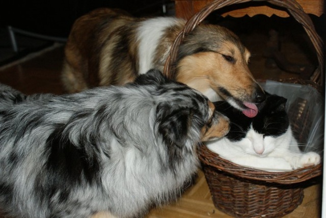 Mine vovser elsker deres katte Mine vovser elsker deres katte