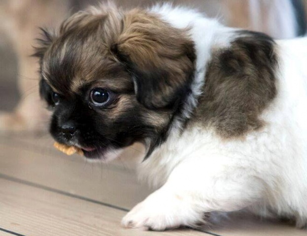 FighterApril2018_6_kennelmartedal.dk FighterApril2018_6_kennelmartedal